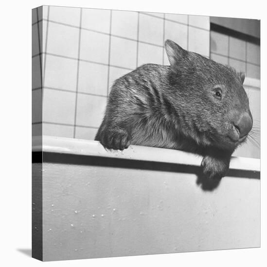 Wombat in a Bathtub-null-Premier Image Canvas