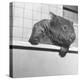 Wombat in a Bathtub-null-Premier Image Canvas