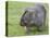 Wombat (Vombatus Ursinus), Wilsons Promontory National Park, Victoria, Australia-Thorsten Milse-Premier Image Canvas