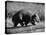 Wombat Walking on a Log-John Dominis-Premier Image Canvas