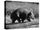 Wombat Walking on a Log-John Dominis-Premier Image Canvas