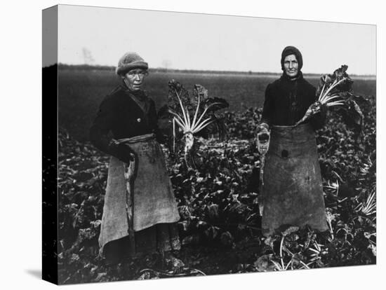 Women Beet Pulling for the War Effort During World War I-Robert Hunt-Premier Image Canvas