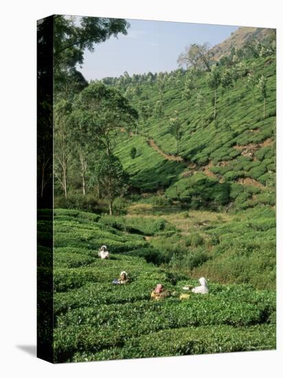 Women Picking Tea in a Tea Plantation, Munnar, Western Ghats, Kerala State, India, Asia-Gavin Hellier-Premier Image Canvas