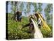 Women Picking Tea, Vythiri, Wayanard District, Kerala, India, Asia-Annie Owen-Premier Image Canvas