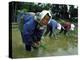 Women Planting Rice in Paddy, Kurobe, Toyama Prefecture-Ted Thai-Premier Image Canvas