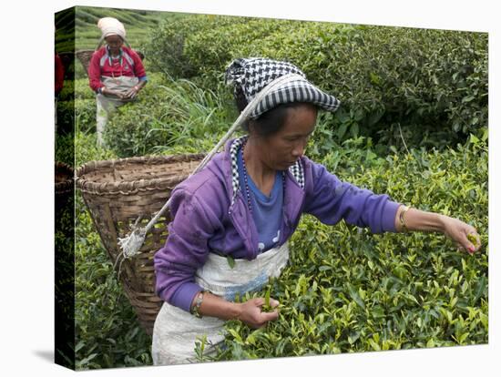 Women Plucking Tea, Fikkal, Nepal, Asia-Eitan Simanor-Premier Image Canvas