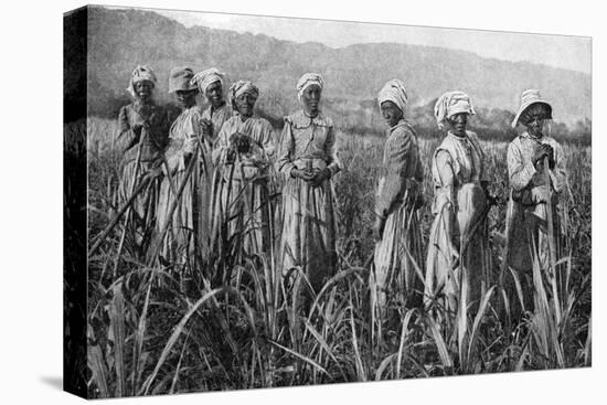 Women Tending Young Sugar Canes in Jamaica, 1922-null-Premier Image Canvas
