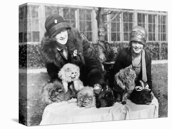 Women with their Persian Cats at Cat Show Photograph - Washington, DC-Lantern Press-Stretched Canvas