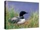 Wonder Lake and Common Loon on Nest, Denali National Park, Alaska, USA-Darrell Gulin-Premier Image Canvas