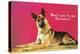 Wont You be My Valentine? Quizzical German Shepherd-null-Stretched Canvas