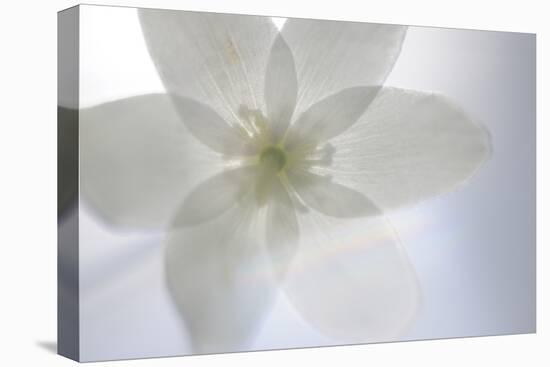 Wood Anemone (Anemone Nemorosa) Flower, Kallhall, Uppland Sweden, May 2009-Widstrand-Premier Image Canvas