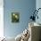 Wood Anemone (Anemone Nemorosa)-Bob Gibbons-Premier Image Canvas displayed on a wall