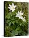 Wood Anemone (Anemone Nemorosa)-Bob Gibbons-Premier Image Canvas