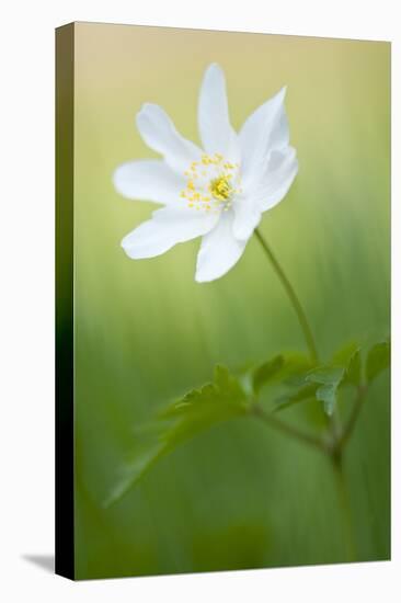 Wood anemone flower, Halsdon woodland, Devon, England-Ross Hoddinott-Premier Image Canvas