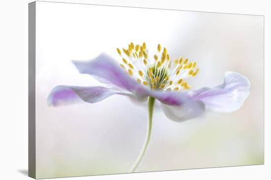 Wood Anemone-Mandy Disher-Stretched Canvas