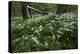 Wood Anemones (Anemone Nemorosa) in Flower, Matsalu National Park, Estonia, May 2009-Rautiainen-Premier Image Canvas