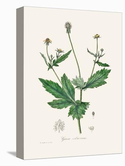Wood Avens (Geum Urbanum) Medical Botany-John Stephenson and James Morss Churchill-Premier Image Canvas