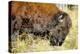 Wood Bison in Northern B.C-Richard Wright-Premier Image Canvas