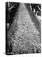 Wood Chips on Conveyor Belt after Passing Through Chipper and Heading for Next Stage at Paper Mill-Margaret Bourke-White-Premier Image Canvas
