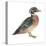 Wood Duck (Aix Sponsa), Birds-Encyclopaedia Britannica-Stretched Canvas