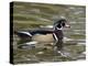 Wood Duck at Santee Lakes, San Diego County, California, USA-Diane Johnson-Premier Image Canvas