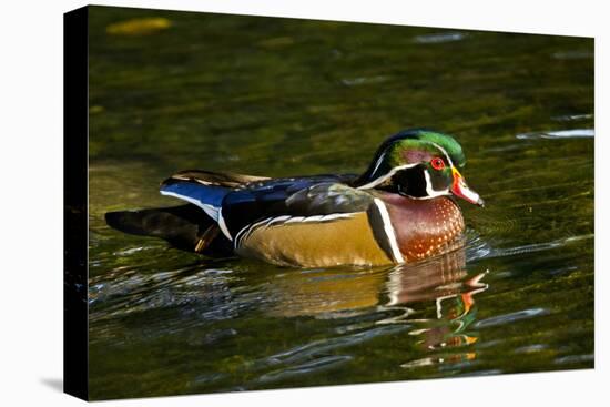 Wood Duck, Crystal Springs Rhododendron Garden, Portland, Oregon-Michel Hersen-Premier Image Canvas