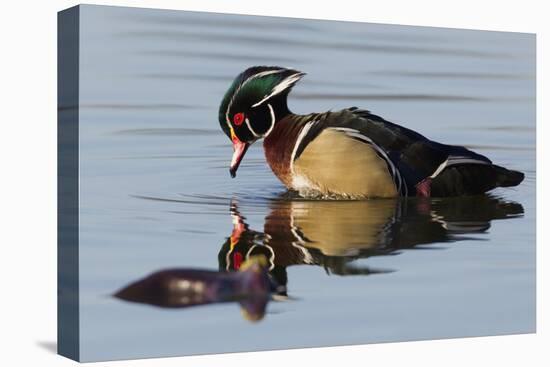 Wood Duck Drake-Ken Archer-Premier Image Canvas