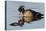 Wood Duck Drake-Ken Archer-Premier Image Canvas