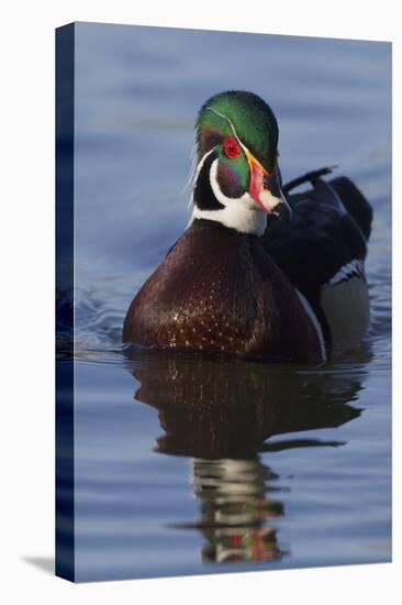 Wood Duck Drake-Ken Archer-Premier Image Canvas