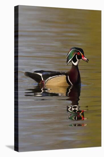 Wood Duck Drake-Ken Archer-Premier Image Canvas