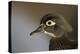 Wood duck female, close-up of head.-Richard Wright-Premier Image Canvas