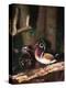 Wood Duck, Florida, USA-Charles Sleicher-Premier Image Canvas