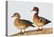 Wood Duck Male and Female on Log in Wetland, Marion, Illinois, Usa-Richard ans Susan Day-Premier Image Canvas