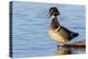 Wood duck male in wetland, Marion County, Illinois.-Richard & Susan Day-Premier Image Canvas