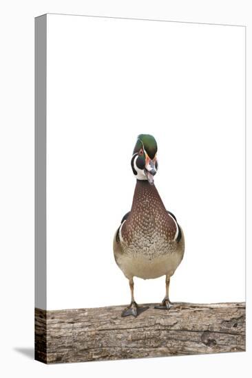 Wood Duck Male on White Background, Marion County, Illinois-Richard and Susan Day-Premier Image Canvas