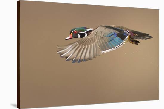 Wood Duck-Mircea Costina-Stretched Canvas
