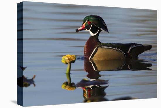 Wood Duck-Ken Archer-Premier Image Canvas