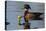 Wood Duck-Ken Archer-Premier Image Canvas