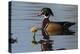 Wood Duck-Ken Archer-Premier Image Canvas