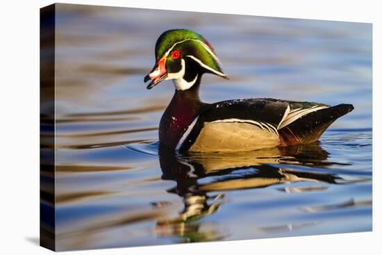 Wood Ducks (Aix Sponsa) Male in Pond-Larry Ditto-Premier Image Canvas