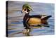 Wood Ducks (Aix Sponsa) Male in Pond-Larry Ditto-Premier Image Canvas