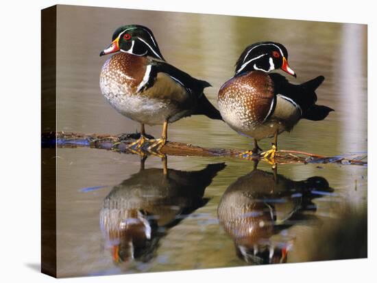 Wood Ducks-null-Premier Image Canvas