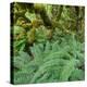 Wood, Ferns, Fiordland National Park, Southland, South Island, New Zealand-Rainer Mirau-Premier Image Canvas