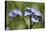 Wood Forget-Me-Not (Myosotis Sylvatica) Flowers, Cornwall, England, United Kingdom-Nick Upton-Premier Image Canvas