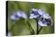 Wood Forget-Me-Not (Myosotis Sylvatica) Flowers, Cornwall, England, United Kingdom-Nick Upton-Premier Image Canvas