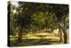 Wood Glade, 1889-Ivan Ivanovitch Shishkin-Premier Image Canvas