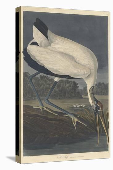 Wood Ibis, 1834-John James Audubon-Premier Image Canvas