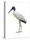 Wood Ibis (Mycteria Americana), Birds-Encyclopaedia Britannica-Stretched Canvas