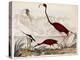 Wood Ibis, Scarlet Flamingo, White Ibis, C.1828-1829-Alexander Wilson-Premier Image Canvas