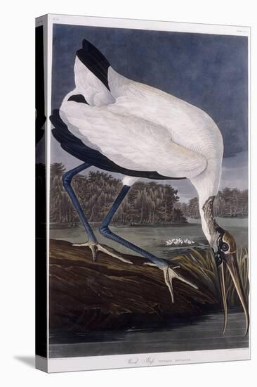 Wood Ibis-John James Audubon-Premier Image Canvas